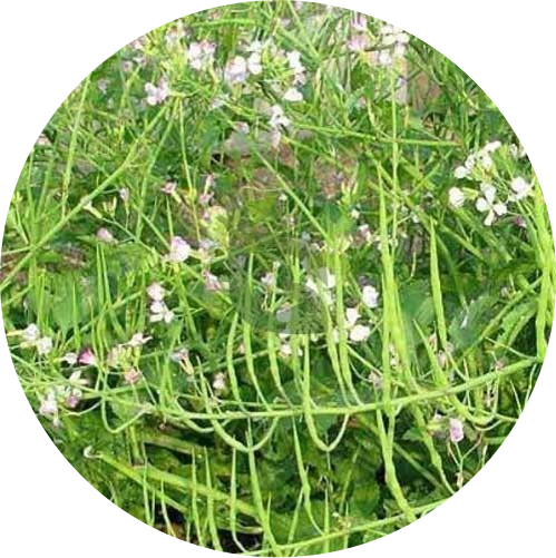 Singra / Mongra - Radish Pod